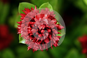 Flowers with green leaves