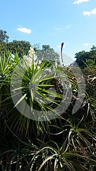 Flowers And Green Leaves