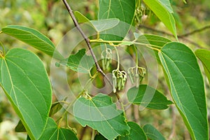 Flowers and green leaves of Alangium kurzii Craib, tree in the family Cornaceae.