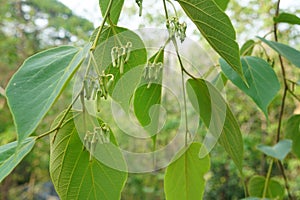 Flowers and green leaves of Alangium kurzii Craib, tree in the family Cornaceae.