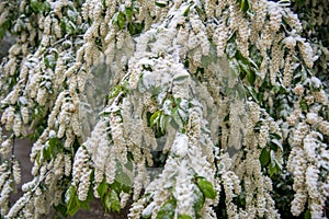 Flowers and green leaves covered with snow