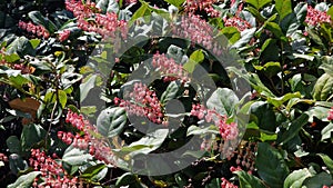 Flowers and green leaves of Gaultheria shallon.