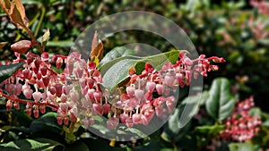 Flowers and green leaves of Gaultheria shallon.