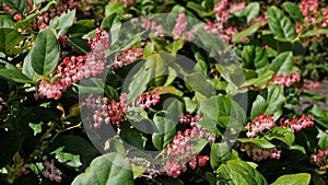 Flowers and green leaves of Gaultheria shallon.