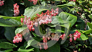 Flowers and green leaves of Gaultheria shallon.