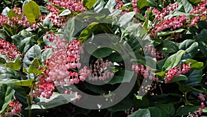 Flowers and green leaves of Gaultheria shallon.