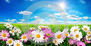 Flowers, green meadow and blue sky with the sun