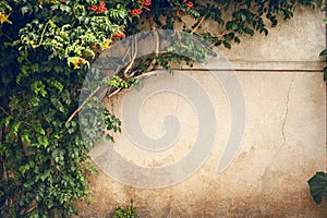 Flowers and green plant on old wall