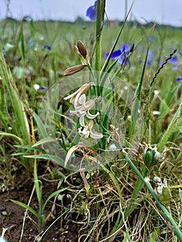 Flowers of green-yellow bastard hyacinth (Dipcadi serotinum)