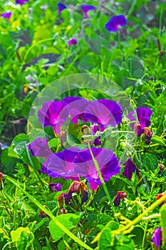 Flowers between green yellow and green leaves