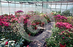 Flowers in greenhouse