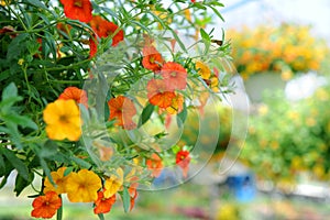 Flowers in Greenhouse