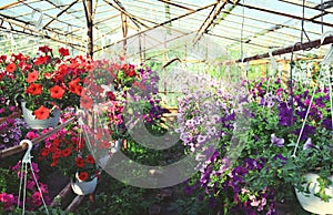 Flowers in greenhouse