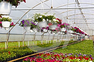 Flowers in greenhouse