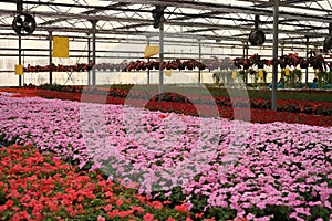 Flowers in Greenhouse