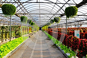 Flowers in greenhouses on both sides of the aisle