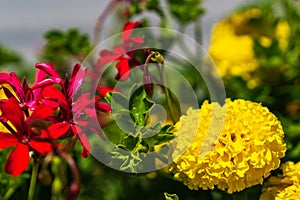 Flowers grow in a bed in the garden on the farm