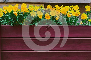 Flowers grow in the drawer in the yard.