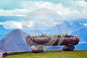 Flowers grow in a log