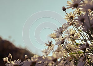 Flowers that grow naturally along nicely