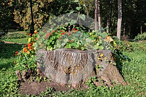 Flowers grow from an old wooden stump