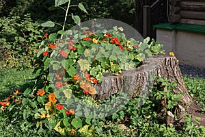 Flowers grow from an old wooden stump