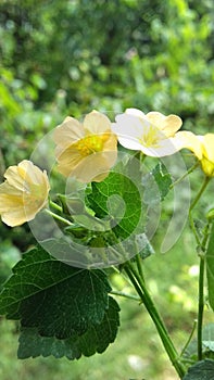 Flowers grow outdoors in the fall on a sunny day