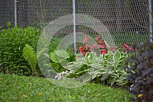 Flowers Growing Along Chain Link Fence