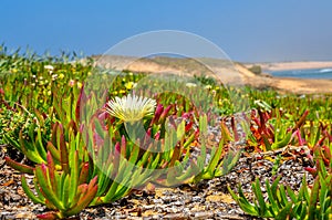 Flowers growing on the bank of the Atlantic Ocean in Morocco