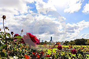 Flowers growing in beautiful park