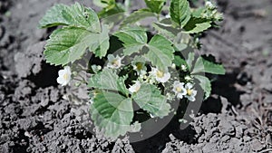 Flowers of growing blooming strawberries plants in farm, gardening and farming.