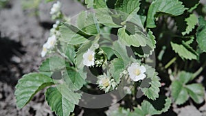 Flowers of growing blooming strawberries plants in farm, gardening and farming.