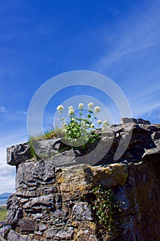 Flowers growing in Castle walls