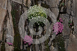 Flowers growing on a cliff.