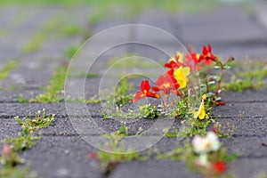 Flowers growing through concrete