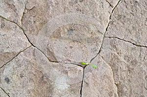 Flowers growing in the crevices of rocks.