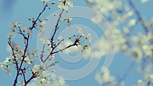 Flowers Growing On A Delicate Branch In Spring. Small White Flowers. Small White Flower On A Branch.