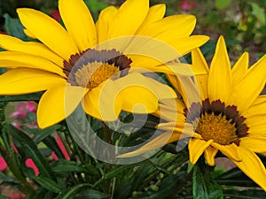 flowers growing in fields and forests belarus