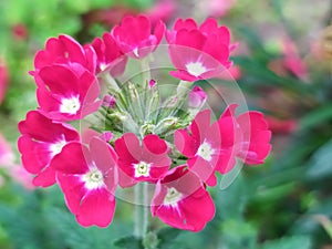 flowers growing in fields and forests belarus