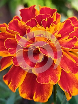 flowers growing in fields and forests belarus