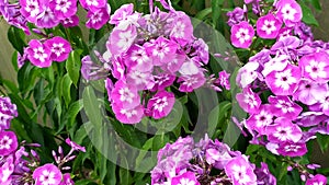 flowers growing in fields and forests belarus