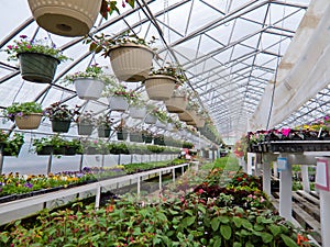 Flowers growing in foil hothouse of garden center