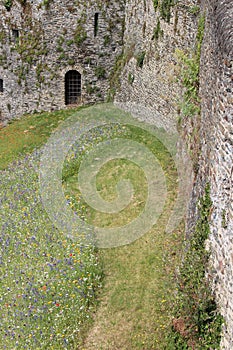 Flowers are growing at the foot of ramparts (France)