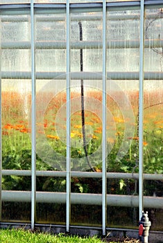 Flowers growing in greenhouse