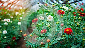 Flowers growing in a greenhouse. Flower farming