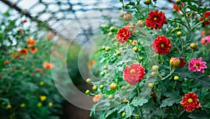 Flowers growing in a greenhouse. Flower farming