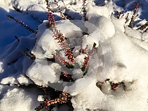 Flowers growing through the ice