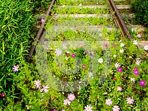 Flowers growing on the old railway. Nature beats industry