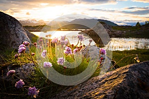 Flowers growing out of rock at a lake in front of a beautiful sunset in northern norway