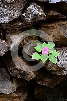 Flowers growing on the rocks.